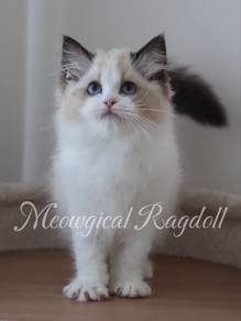 Ragdoll , Female