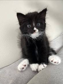Tuxedo Kitten
