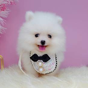 Pomeranian