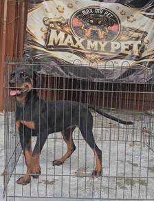 Rottweiler