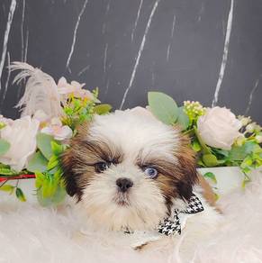 Shih Tzu