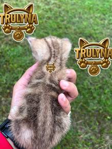 Furbaby BSH GOLDEN BROWN Marble BRITISH SHORT HAIR