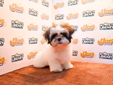 Tiny Parti Shih Tzu