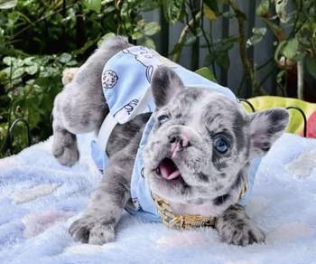 FRENCH BULLDOG PUPPIES FB245🌻Cute Puppy Available