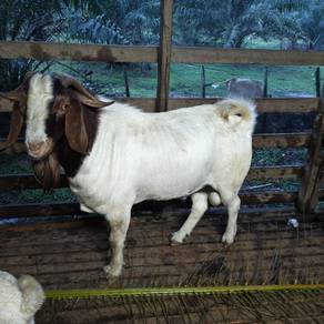 Boer