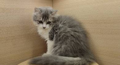Persian kitten available for sale