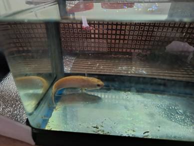 25x20x20 Aquarium ikan