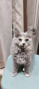 angora