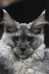 Smoke Maine Coon Female
