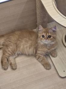 Persian Kitten 