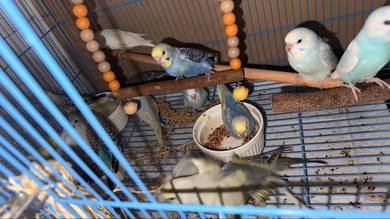 Burung baji anak muda