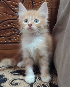 Domestic Long Hair