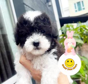 WWE929 Poodle black white haired puppy dogs