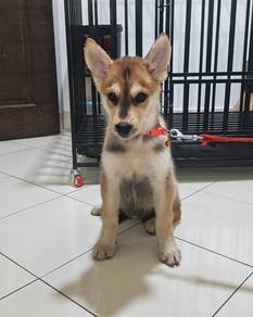 husky