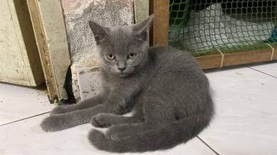 bsh female 