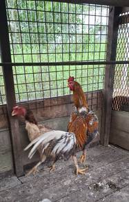 ayam hujung