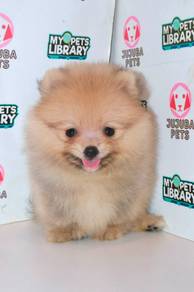 J0076 Pomeranian Super Cute Toy Size Puppy