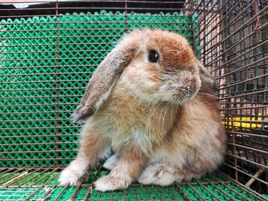 Arnab Holland Lop (HL) 