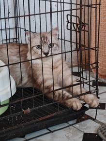ibu kucing 