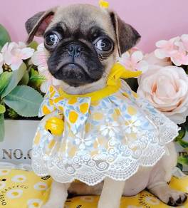 Pug