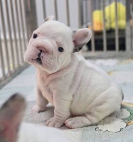 FRENCH BULLDOG PUPPIES FP211🌻 Cute & Big Rope