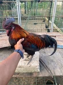Ayam selasih 5 jari