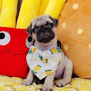 Pug