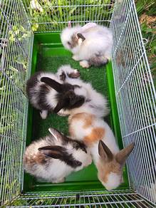 Rabbit Lionhead 