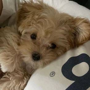 J8898 Snuggly Maltipoo adorable tiny white fluffy