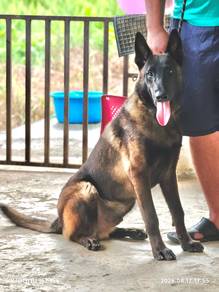 Belgain Malinois