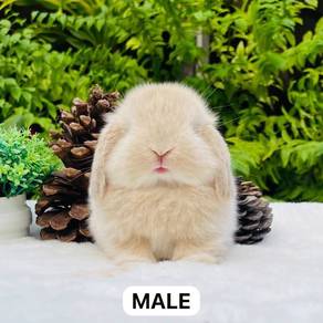 Holland lop