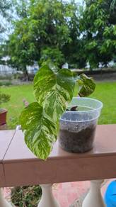 Monstera Albo for sale