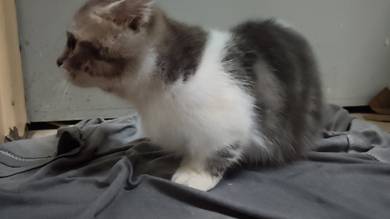 Kitten Nego till Letgo 