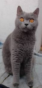 Female BSH  for rehome