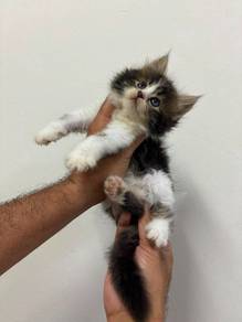 mix mainecoon kitten female