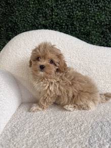 Enchanting Maltipoo tiny cute fluffy companian pup