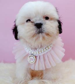 Shih Tzu