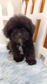 Maltipoo Male 