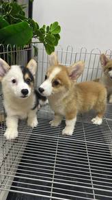 Pure Breed Corgi Puppies (1M2F) 纯种柯基宝宝