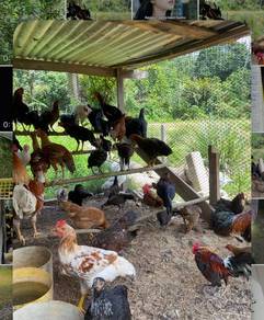 Ayam Kampung Untuk Dijual