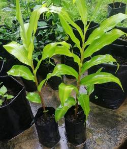 Bibit Halia Hitam