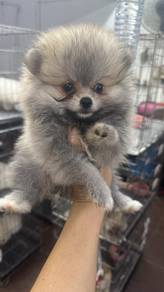 博美女
Pomeranian
Female 
F388
Dob : 2个月大