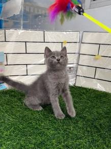 Kucing BSH