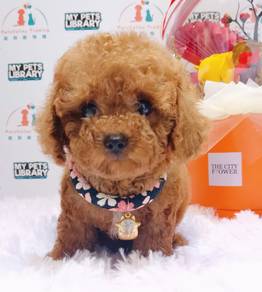 Poodle Toy