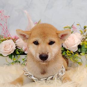 Shiba
