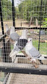 burung merpati santinet