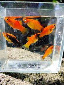 ikan platy oren rm5 