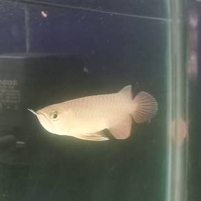 arowana mgbb 
