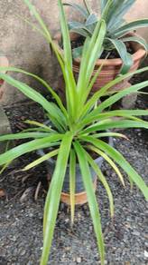 anak pokok draco @ pandan cina