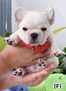 FRENCH BULLDOG PUPPIES VIP827 🌻 Boy-Girl Cream